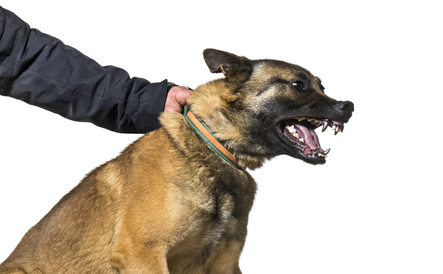 Man holding collar and leash of Malinois with steel teeth against white background